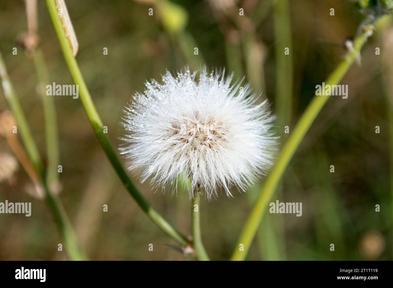 Pelusita, diente de León seca Stockfoto