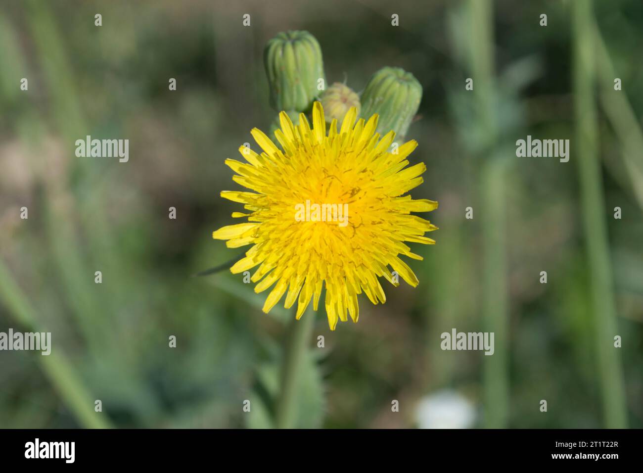 Flor diente de León o achicoria amarga Stockfoto