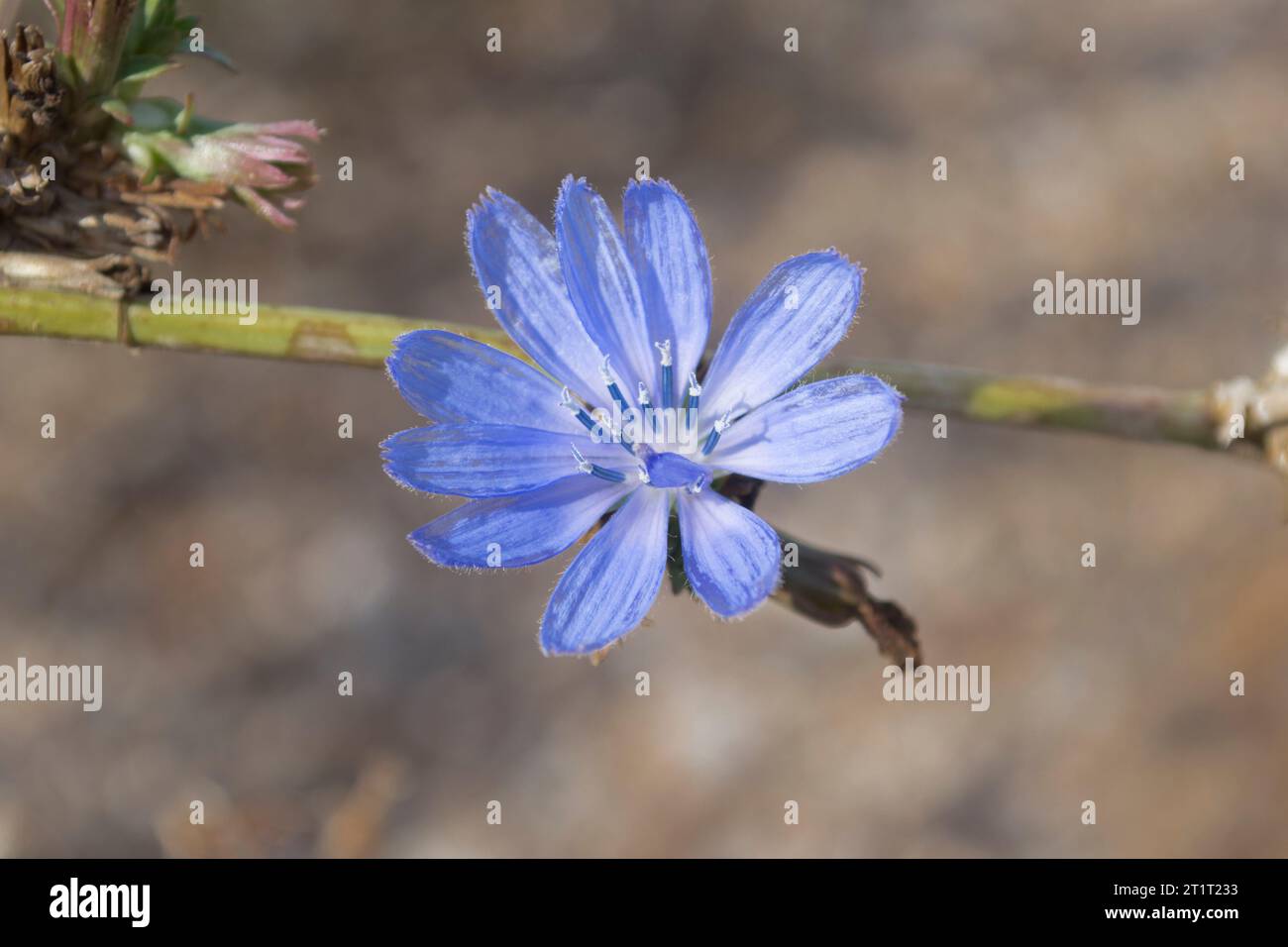 Chichorium intybus, Achicoria Stockfoto