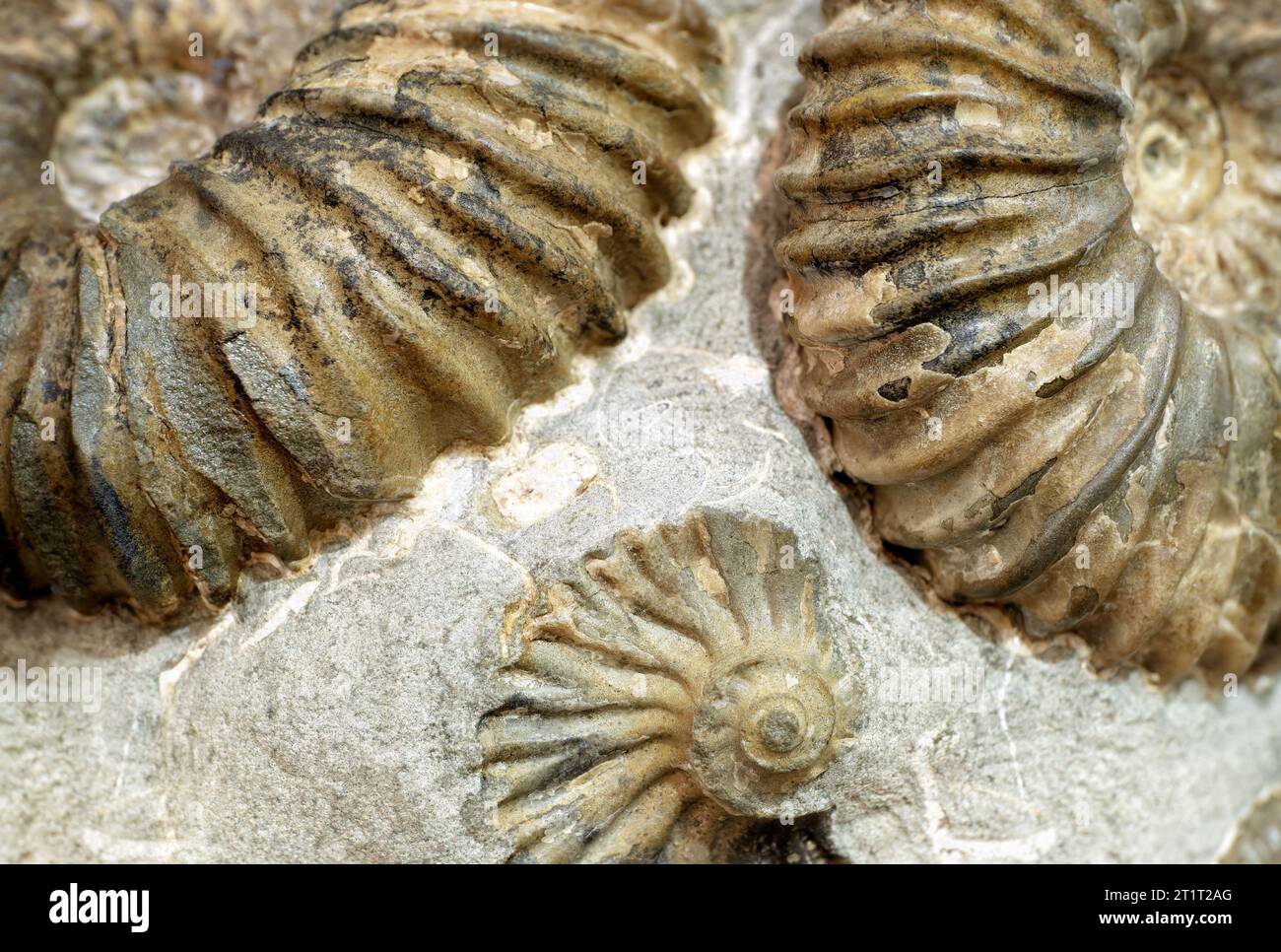Gruppe fossiler Ammoniten auf der Steinfläche, abstrakter Hintergrund aus Archäologie und Paläontologie Stockfoto