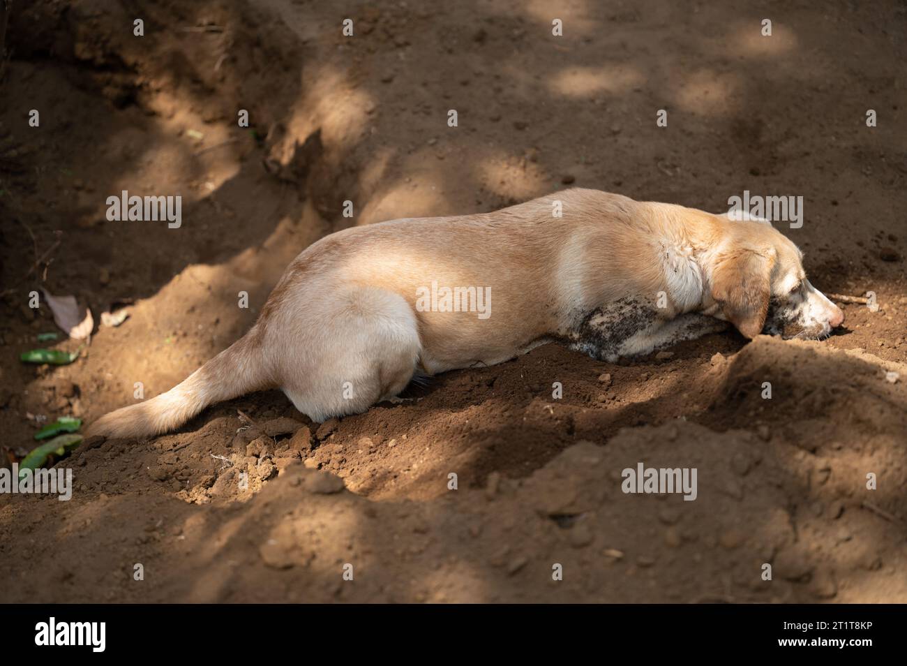 Labrador-Hund versteckt sich auf dem Boden und spielt draußen mit Staub Stockfoto