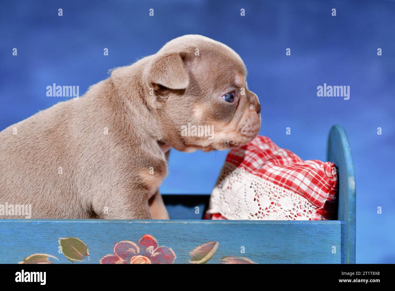 Französischer Bulldog-Hund im Bett vor blauem Hintergrund Stockfoto