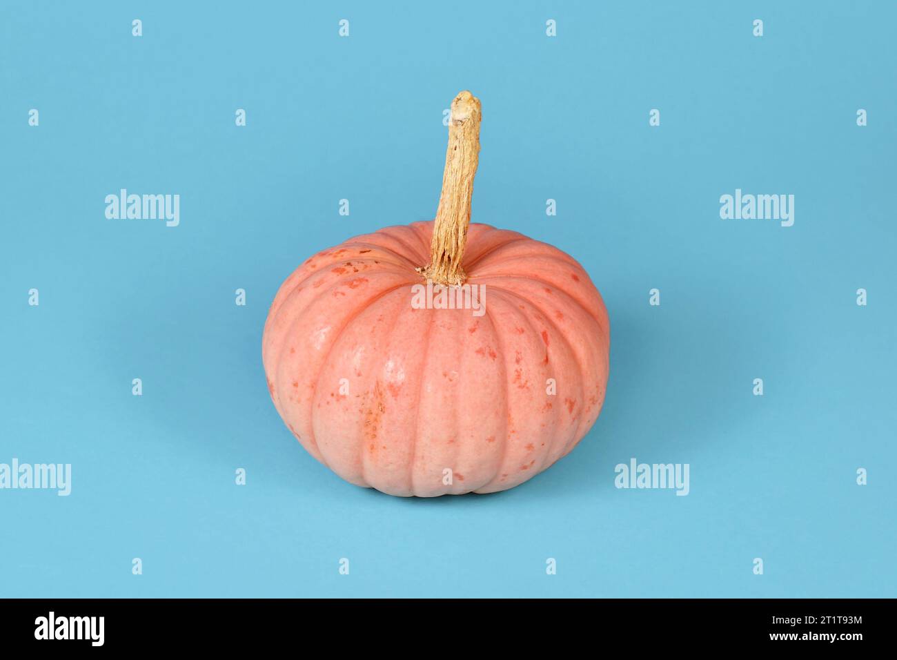 Pastellrosa farbiger „Miss Sophie Pink“ Halloween-Kürbis auf blauem Hintergrund Stockfoto