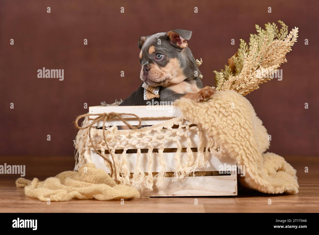 Lilac Tan French Bulldog Welpe in Box mit Boho Dekor vor braunem Hintergrund Stockfoto