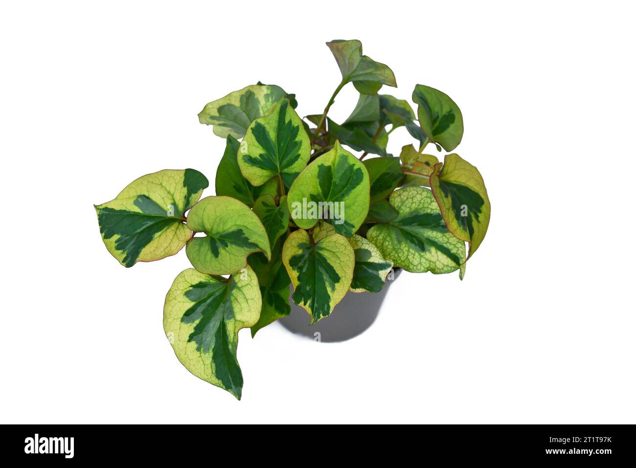 Topf 'Houttuynia Cordata Chamäleon' Pflanze auf weißem Hintergrund Stockfoto