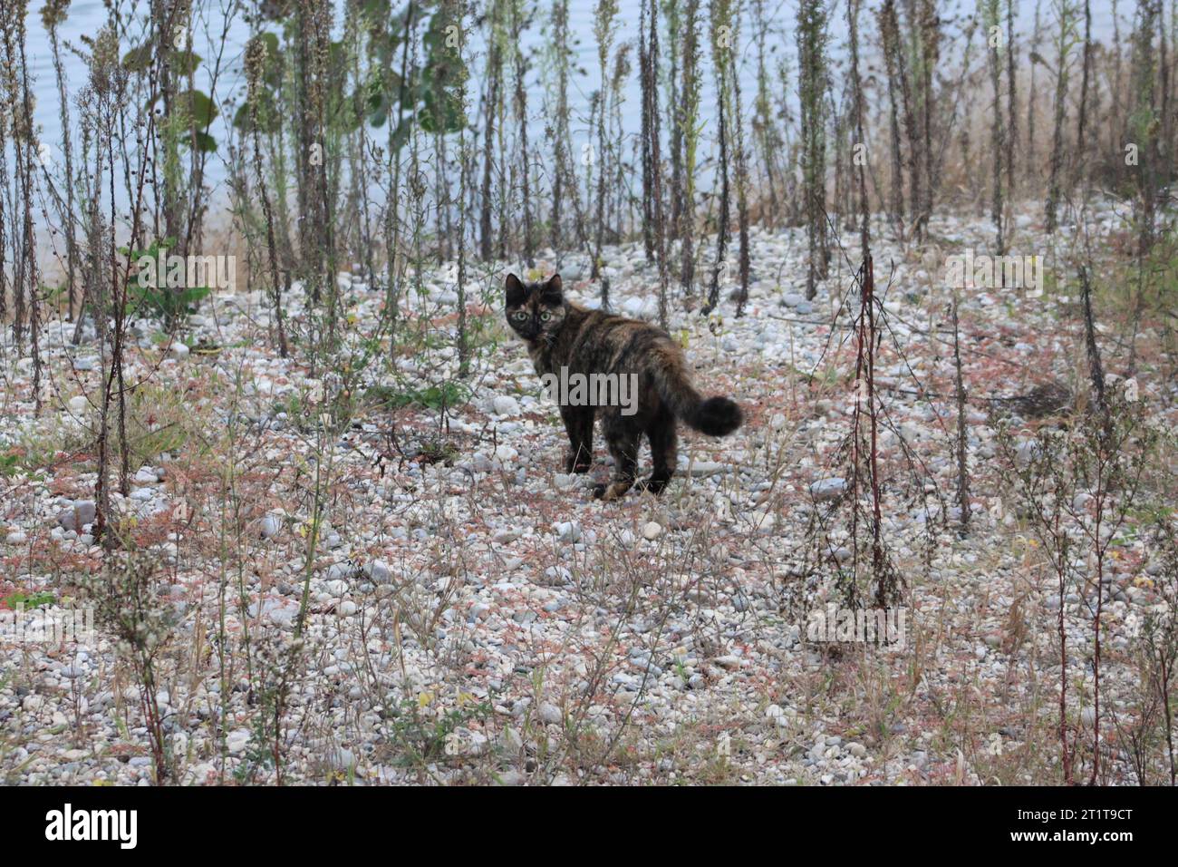 Kleine Katze in die Wildnis Stockfoto