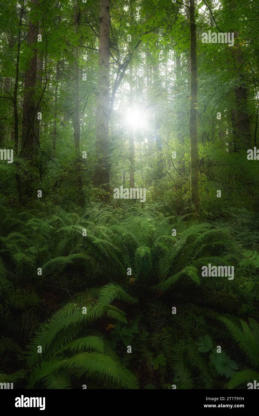 Das Morgenlicht leuchtet in einen üppig grünen Wald im Pazifischen Nordwesten im Bundesstaat Washington Stockfoto