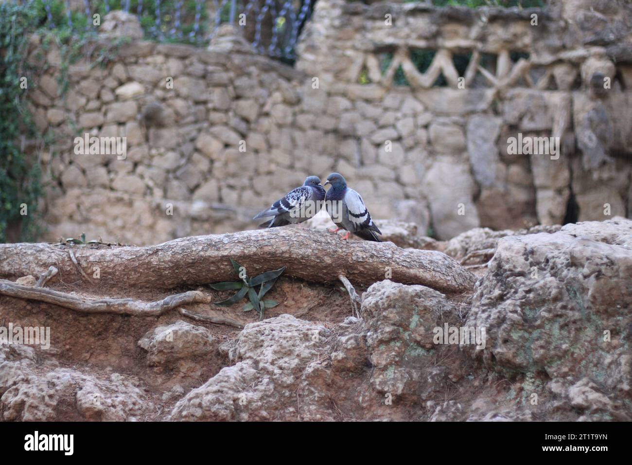 Ein paar verliebte Tauben im eindrucksvollen Park güell in spanien Stockfoto