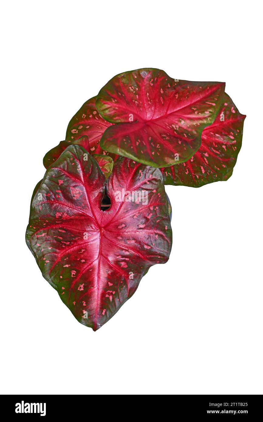 Blick von oben auf exotische Caladium Red Flash Zimmerpflanze mit hellroten Blättern auf weißem Hintergrund Stockfoto