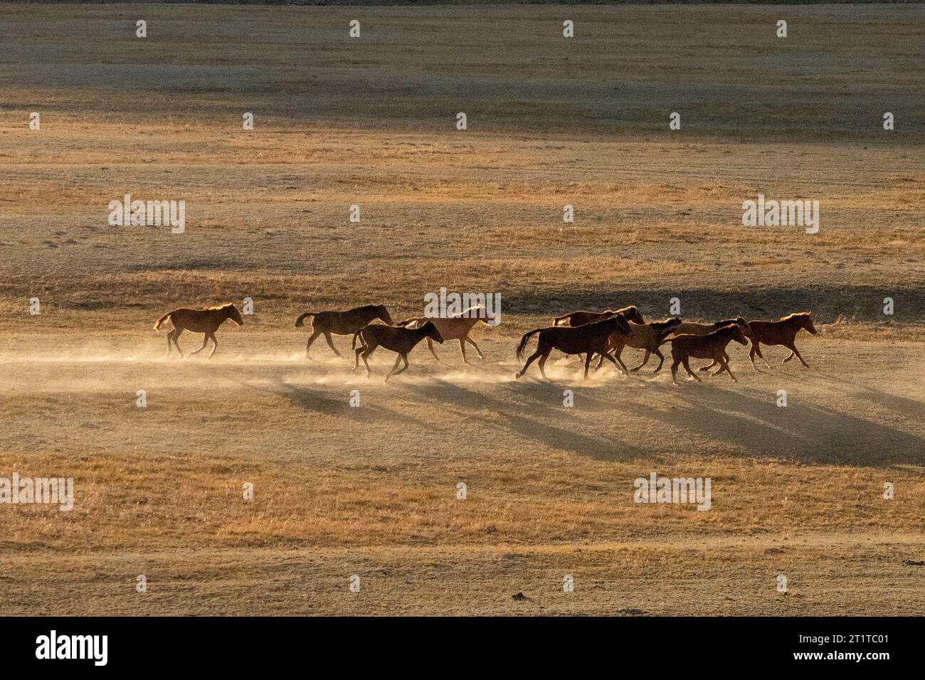 Pferdeherde galoppiert in den Steppen Kirgisistans Stockfoto