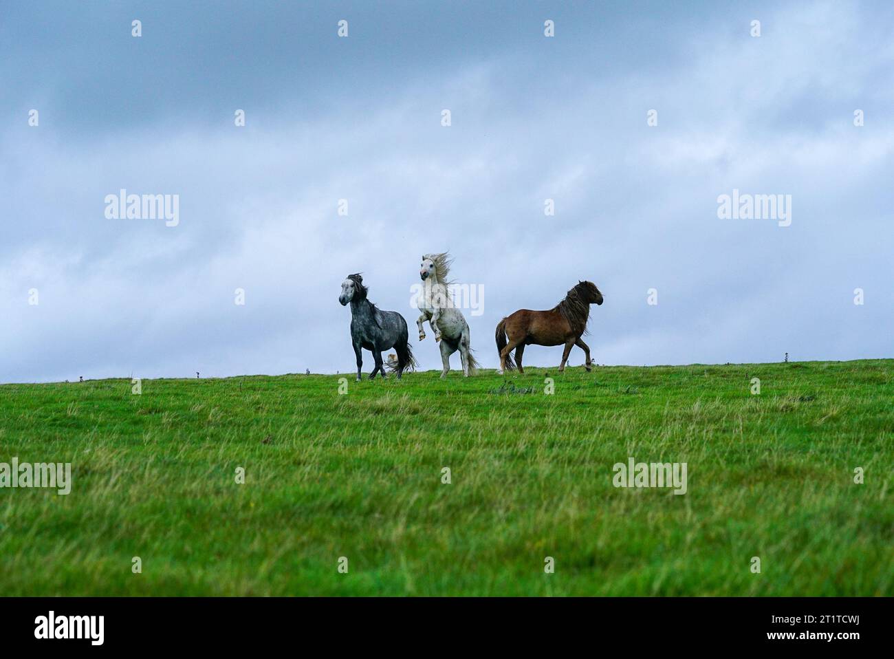 Am Windy Day in Südwales steht der weiße Hengst auf den Beinen Stockfoto