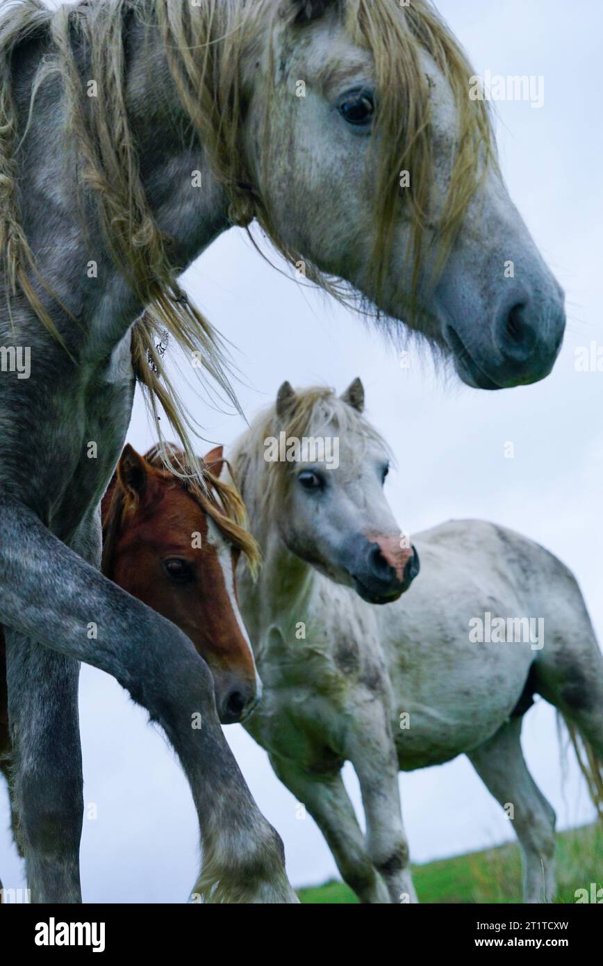 Neugierige Wild White Grey Brown Pferde versammeln sich um Camera in Südwales Stockfoto