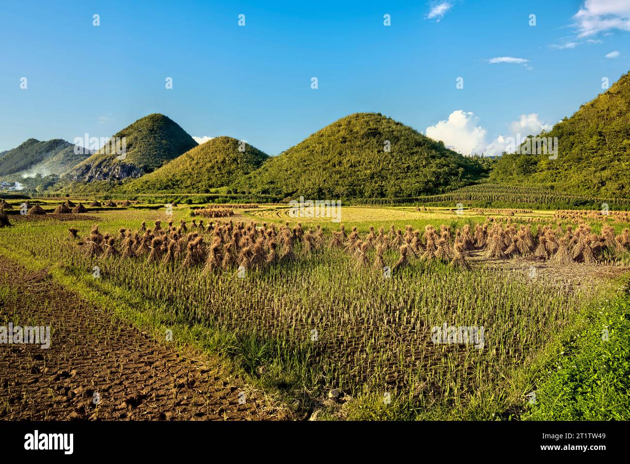 Reisfelder bei Sonnenuntergang, Tam Son, Ha Giang, Vietnam Stockfoto