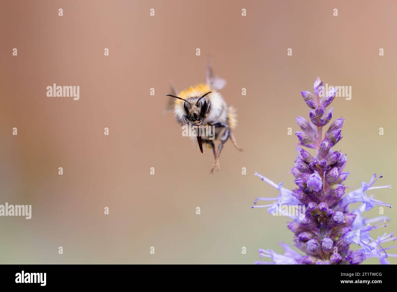 Bild einer fliegenden Hummel bei Agastache Blumen im Garten Stockfoto