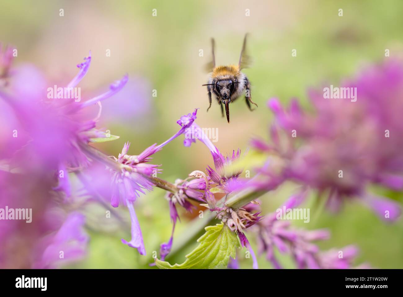 Bild einer fliegenden Hummel bei Agastache Blumen im Garten Stockfoto