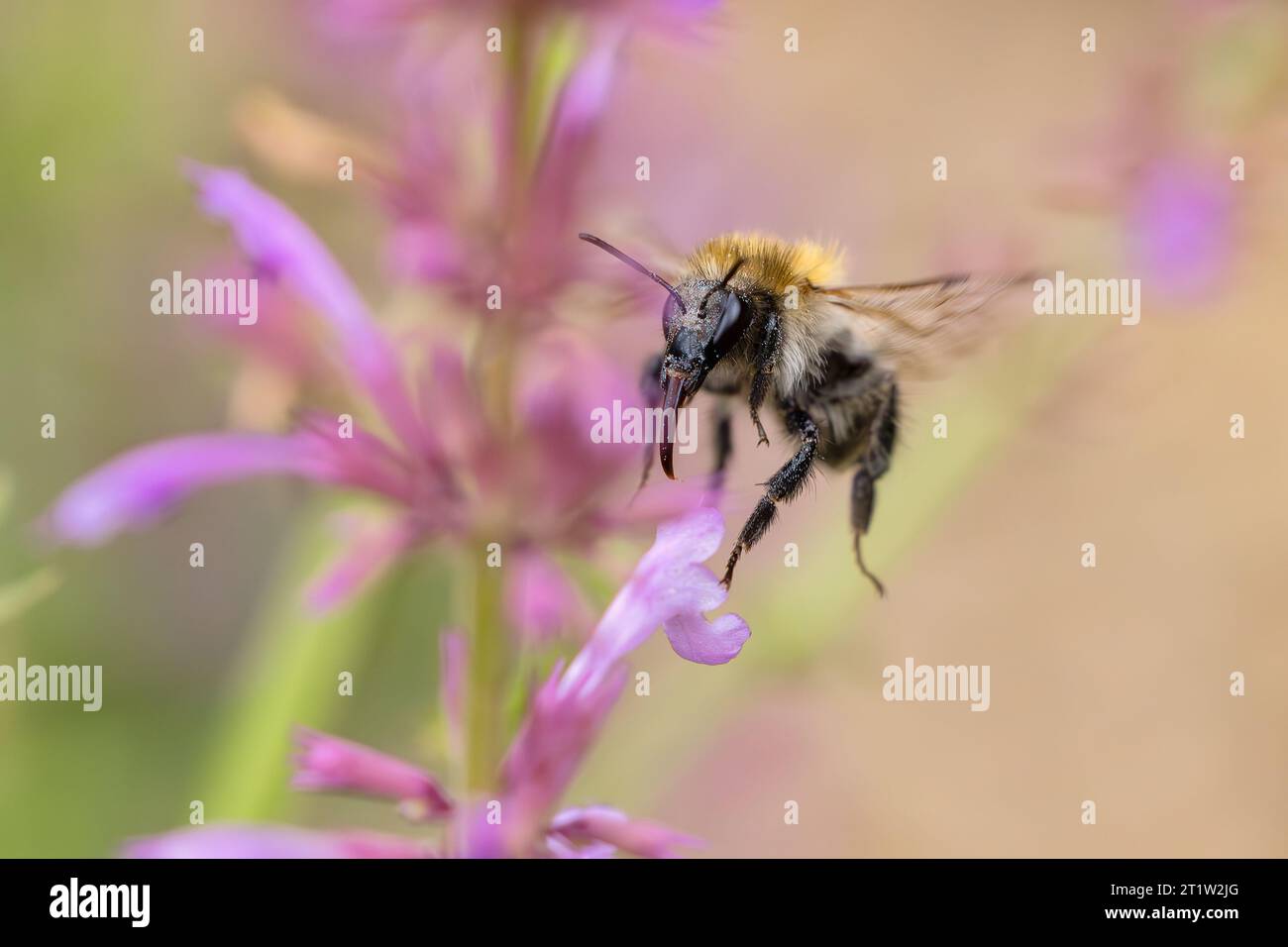 Bild einer fliegenden Hummel bei Agastache Blumen im Garten Stockfoto