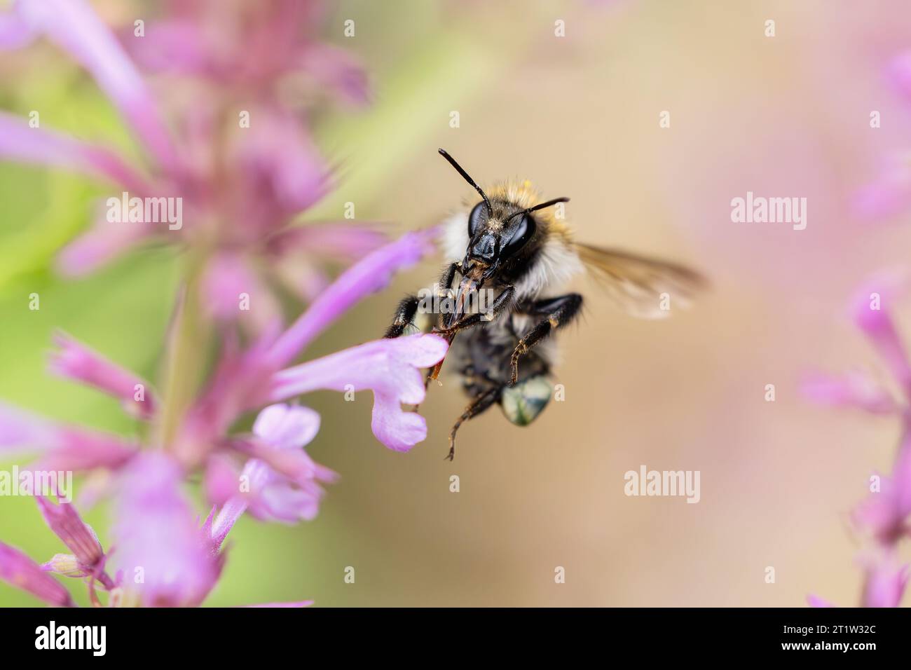 Bild einer fliegenden Hummel bei Agastache Blumen im Garten Stockfoto