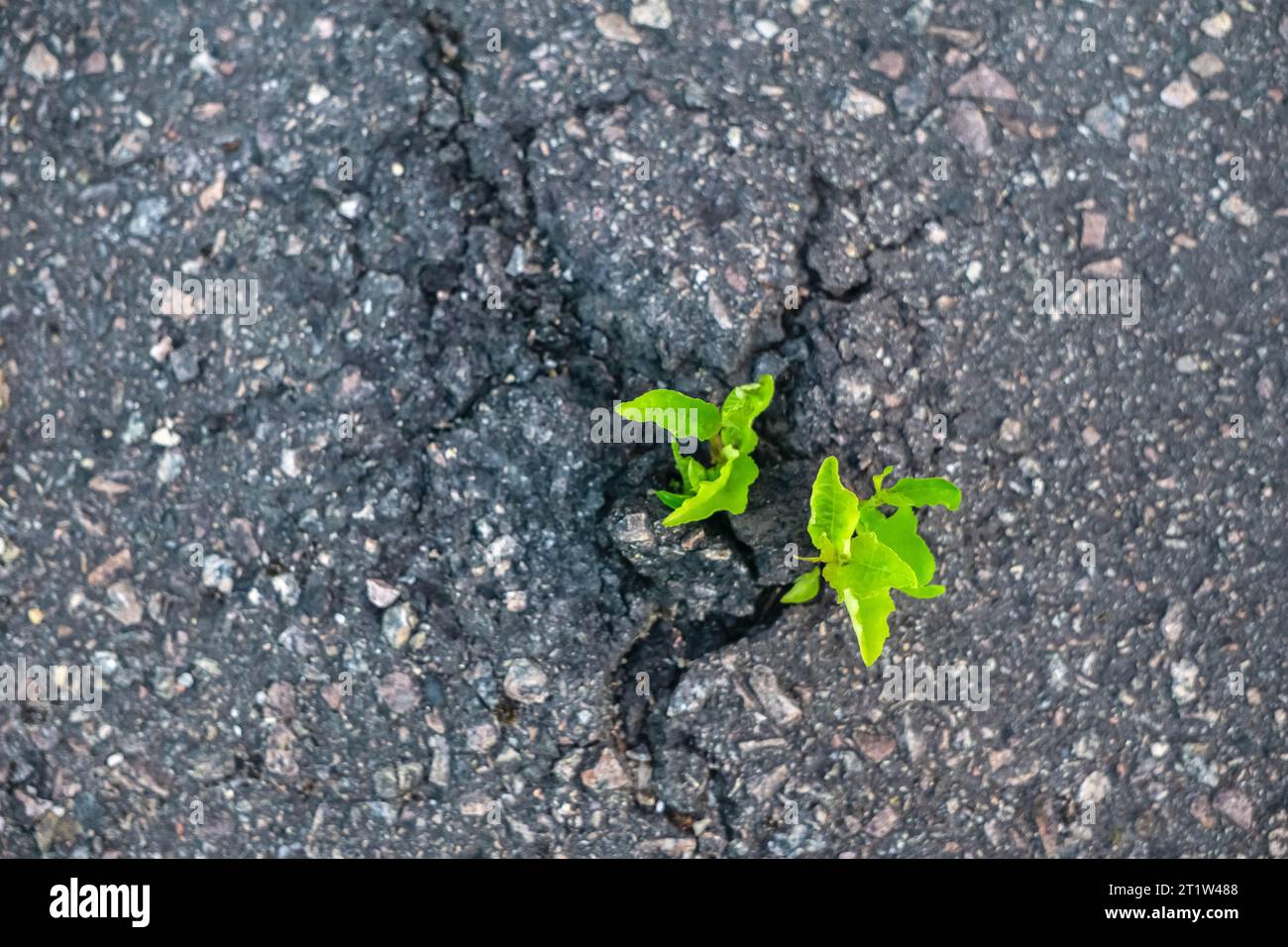 Blick von oben auf die Pflanze, die auf der Straße wächst. Anlage als Asphaltbrecher. Unkraut wächst in einem Riss. Grüne Pflanze, die durch Asphalt rammt. Konzeptüberleben der Natur Stockfoto