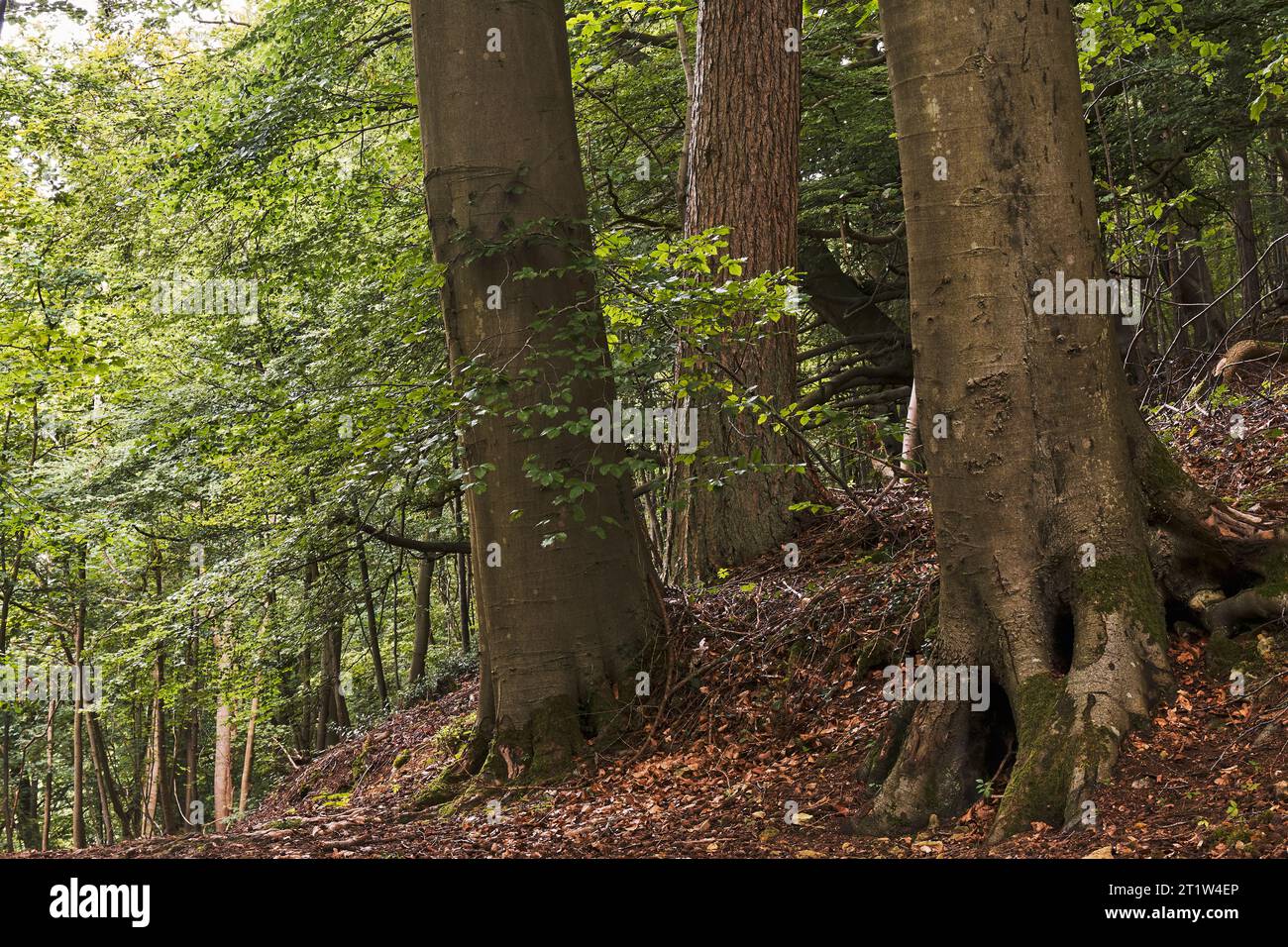 Ausblicke und malerische Ausblicke auf die Landschaft von gloucester und ländliche Städte, Dörfer, Wälder und Hügel bei Wanderungen auf dem Cotswolds Way, einer von sechzehn Stockfoto