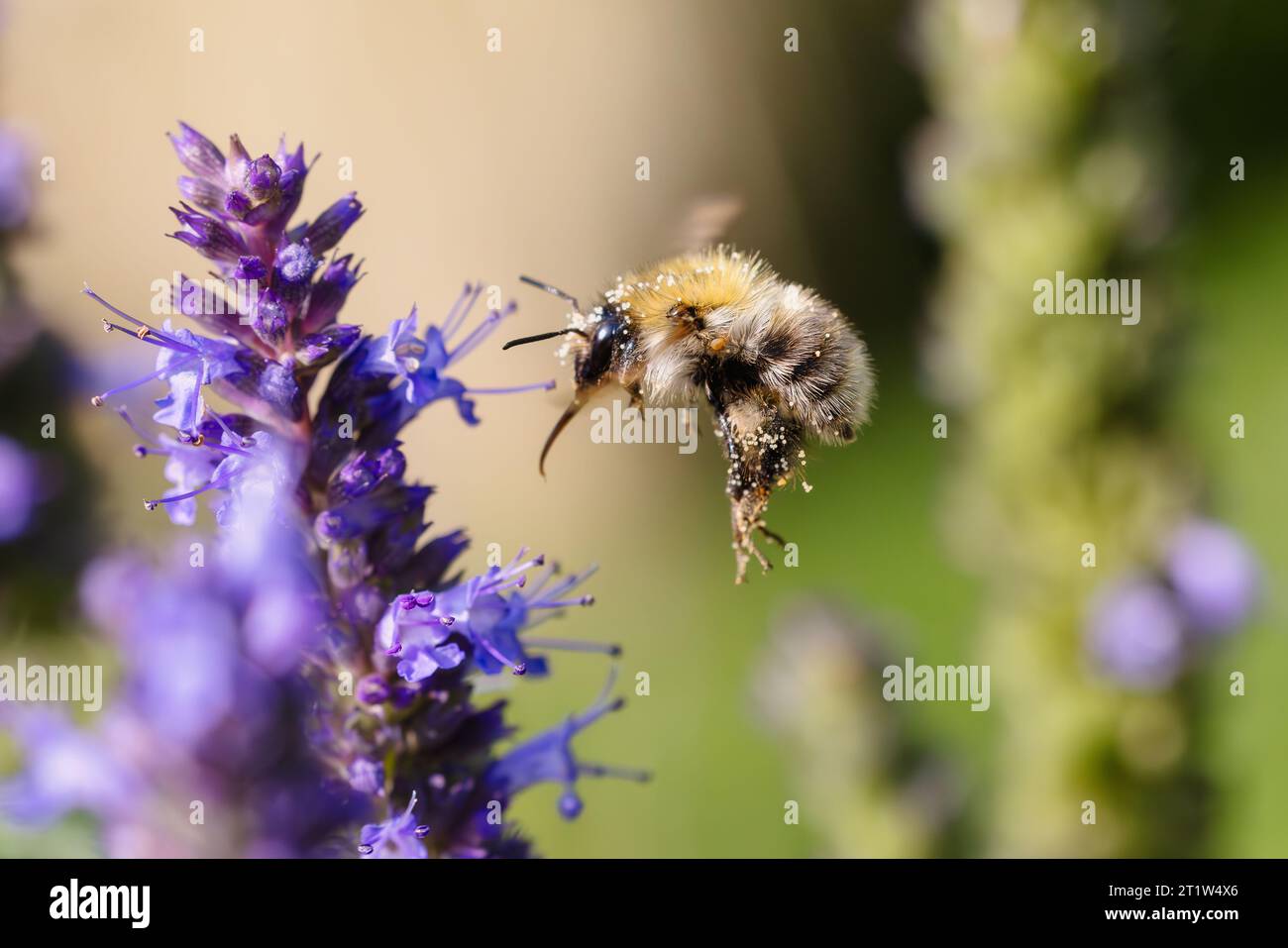 Bild einer fliegenden Hummel bei Agastache Blumen im Garten Stockfoto