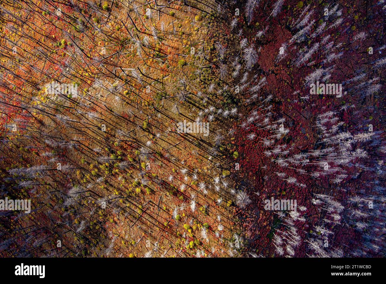 Waldfeuer abstrakt mit Kamm bedeckt mit Knicken Stockfoto