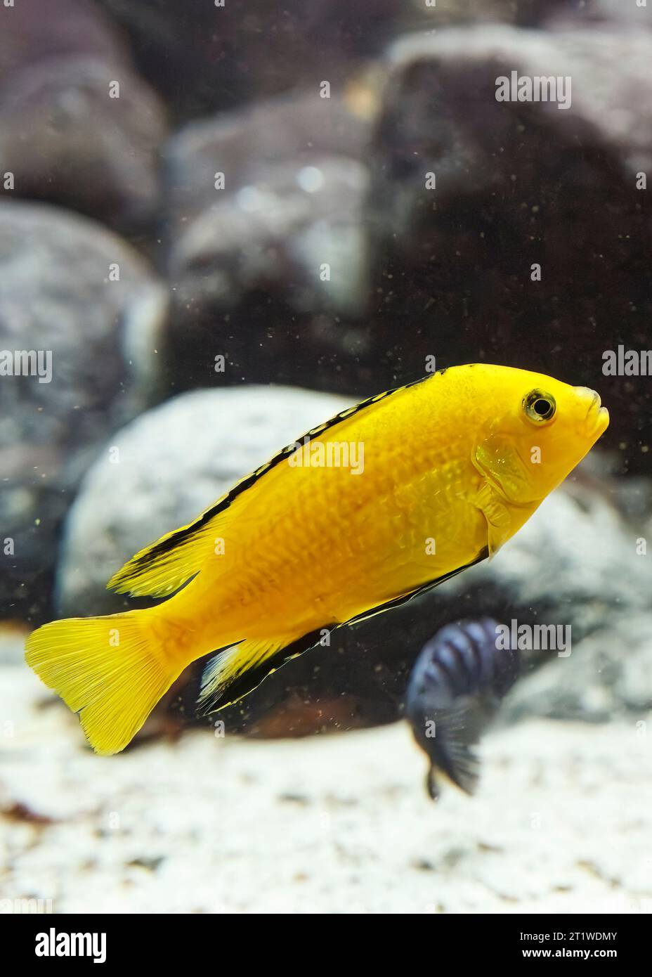 Elektrischer gelber Cichlid (Labidochromis caeruleus), Nkhata Bay, Malawi-See, Ostafrika Stockfoto