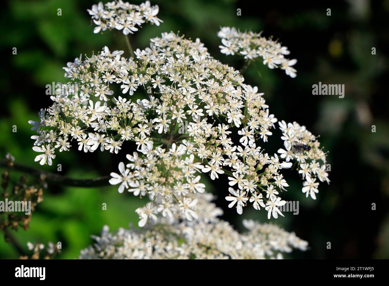 Weiße umbeliferous Flowers, Leckwith, Cardiff, Südwales, 2023. cym. Stockfoto
