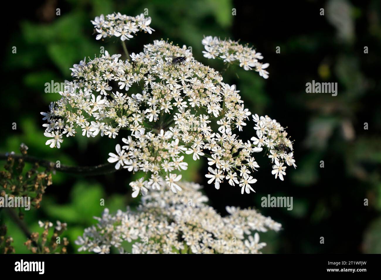 Weiße umbeliferous Flowers, Leckwith, Cardiff, Südwales, 2023. cym. Stockfoto