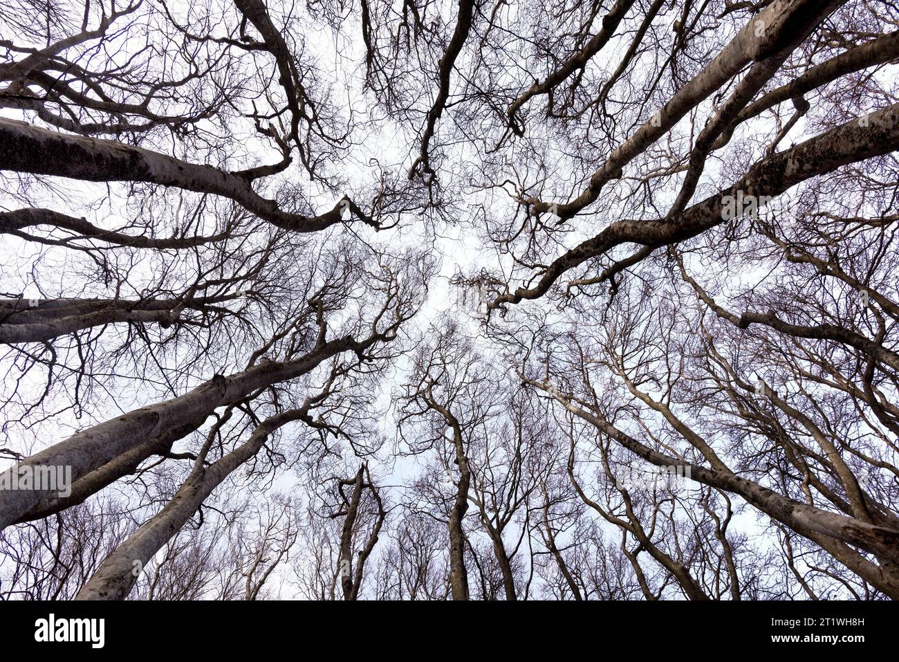 Herbstwald von unten geschossen Stockfoto
