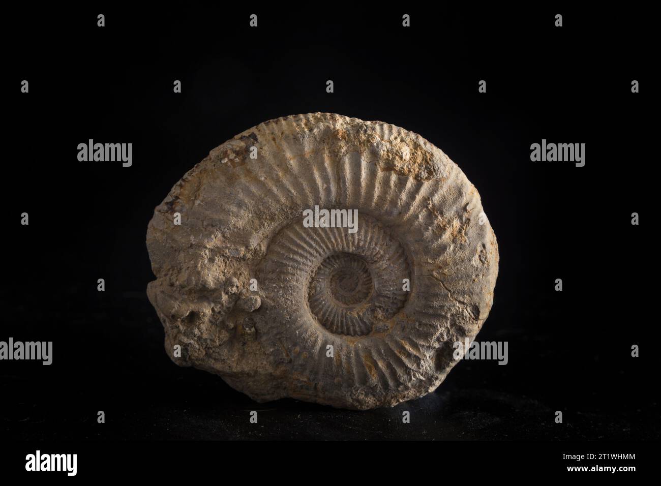 Porträt eines Meeresfossils, geformt wie eine Muschel, dargestellt auf schwarzem Hintergrund, heben wir die Textur des Relikats hervor Stockfoto