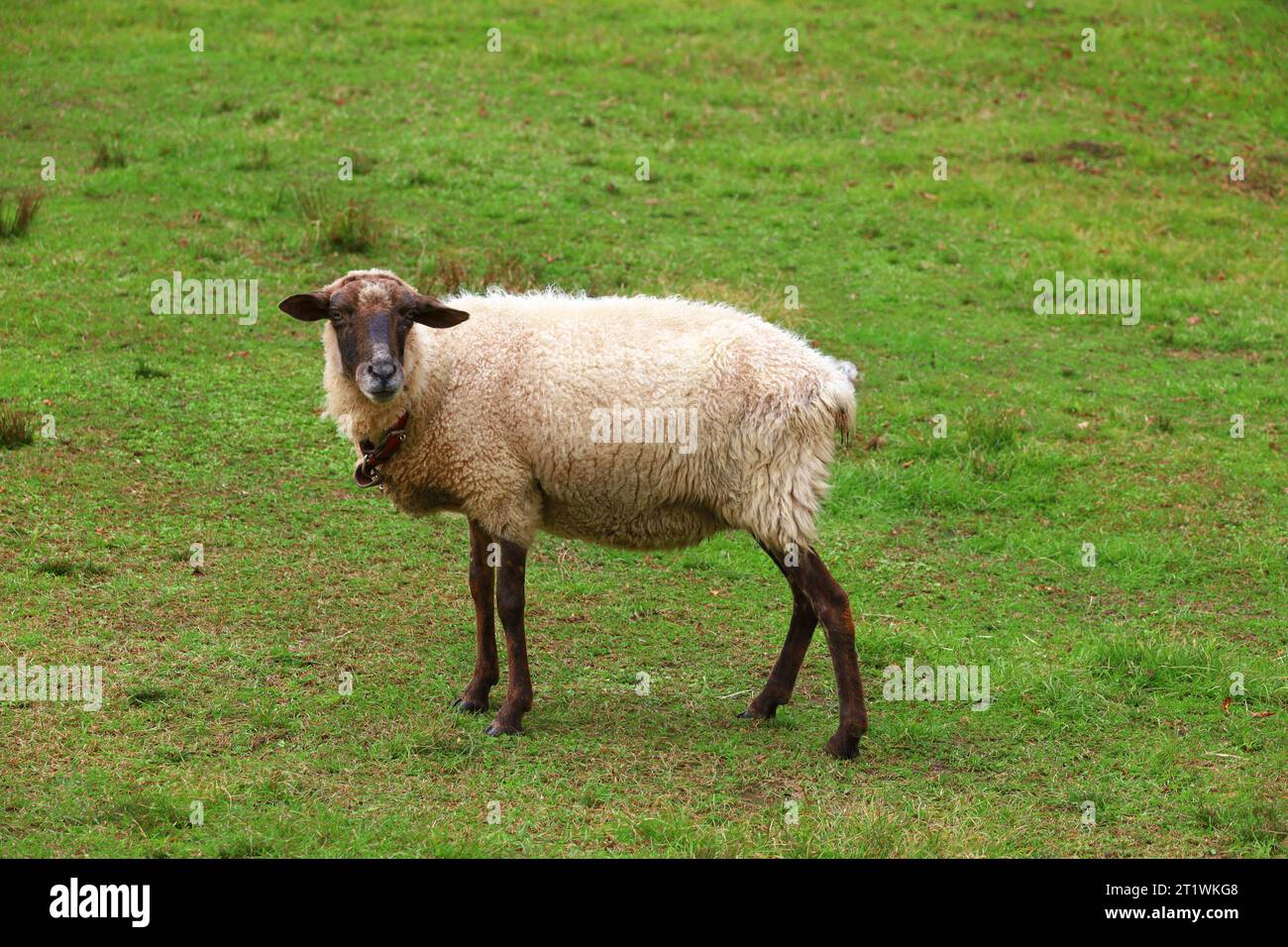 Ein Suffolk-Schaf auf der Farm Stockfoto