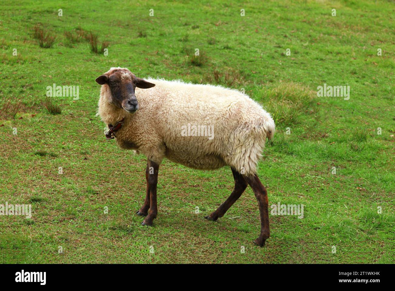 Ein Suffolk-Schaf auf der Farm Stockfoto