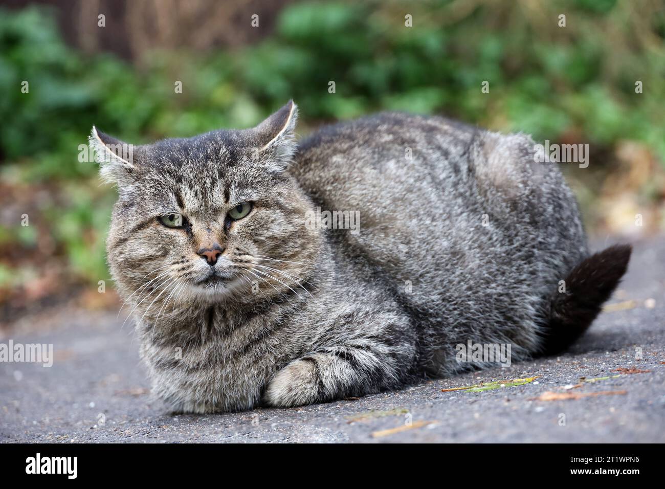 Porträt einer grauen Katze, die auf einer Straße sitzt Stockfoto