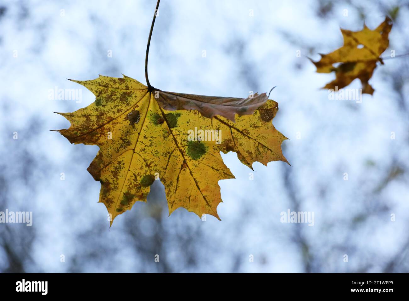 Ahornblätter auf einem Baumzweig auf blauem Himmel Hintergrund. Herbstsaison, verblassende Natur Stockfoto