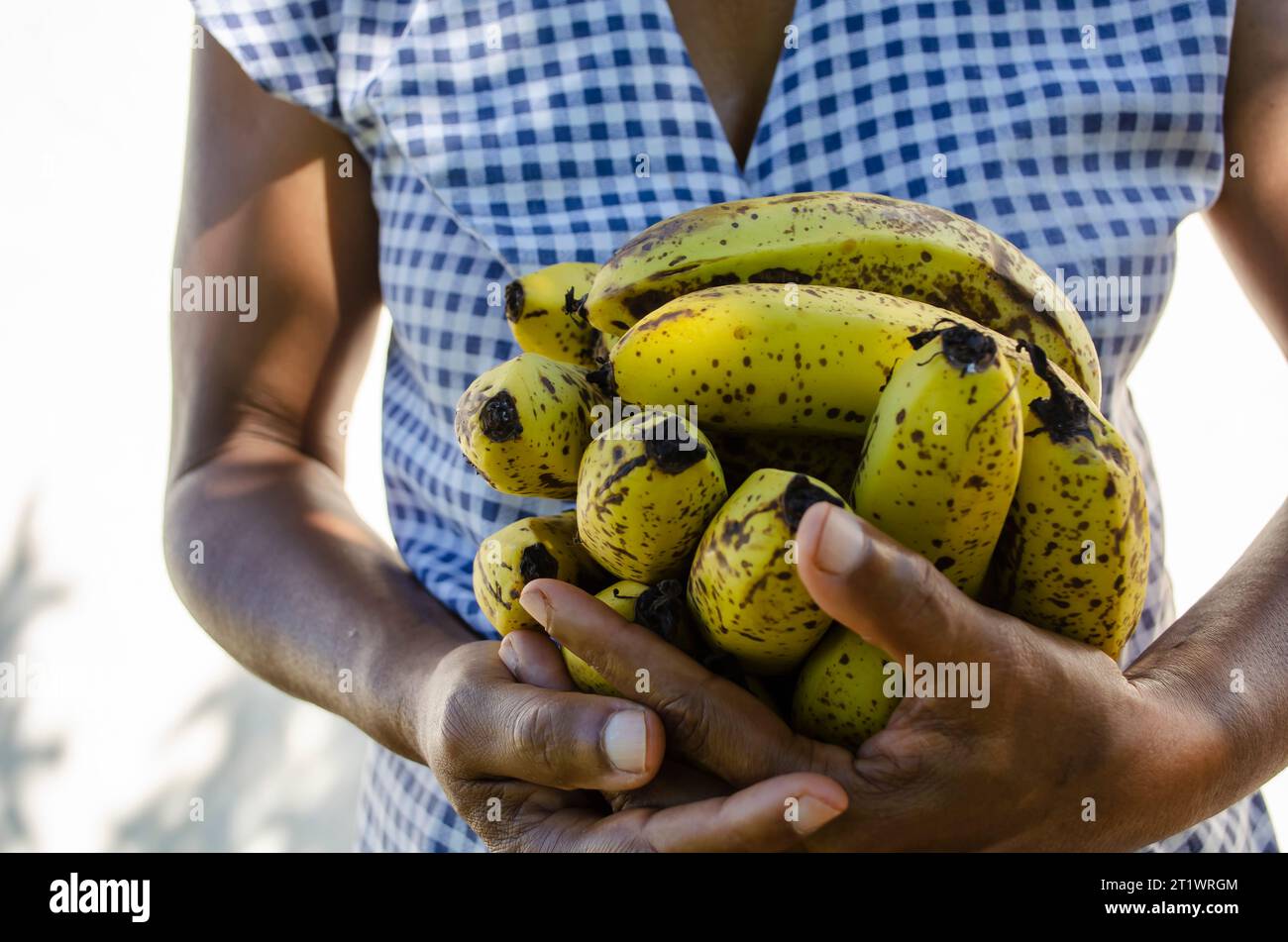 Mit Gepunkteten Reifen Lakatan-Bananen Stockfoto