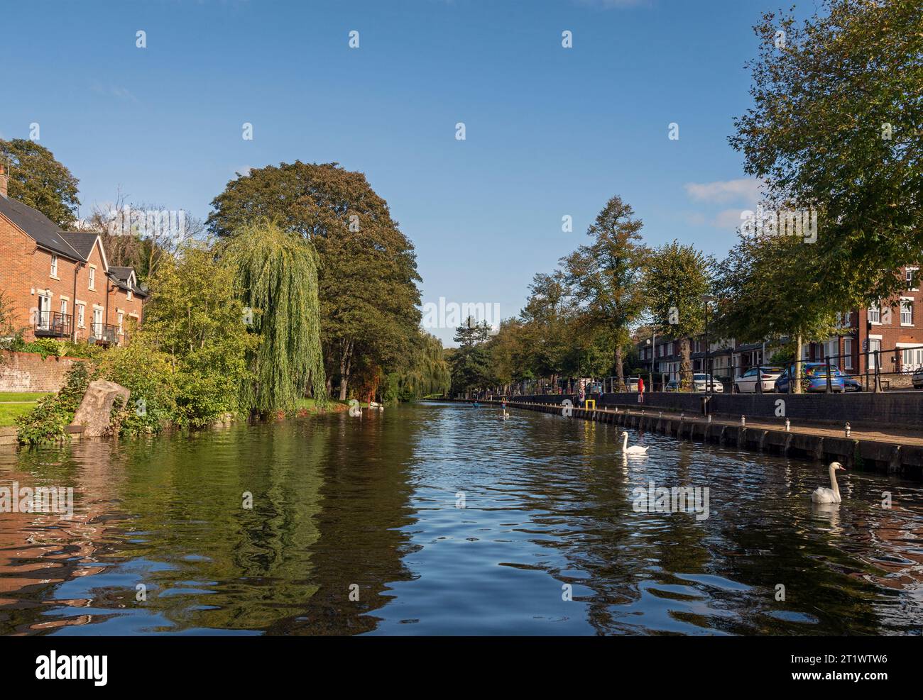 Schwäne auf dem malerischen Fluss Yare im Zentrum von Norwich, Großbritannien Stockfoto