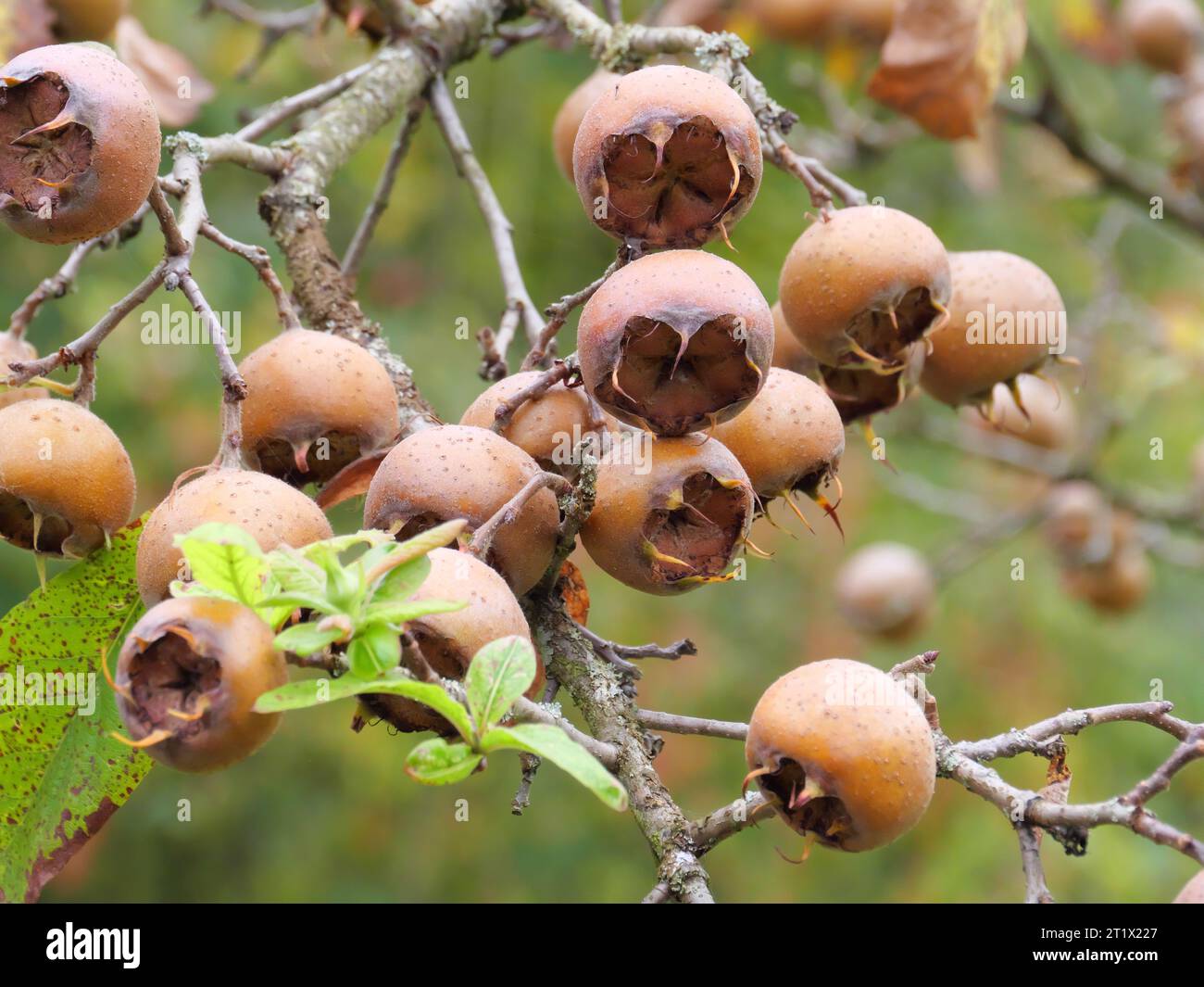 Früchte der Mespilus germanica, die im Herbst im Klostergarten Schöntal am Baum hängen Stockfoto