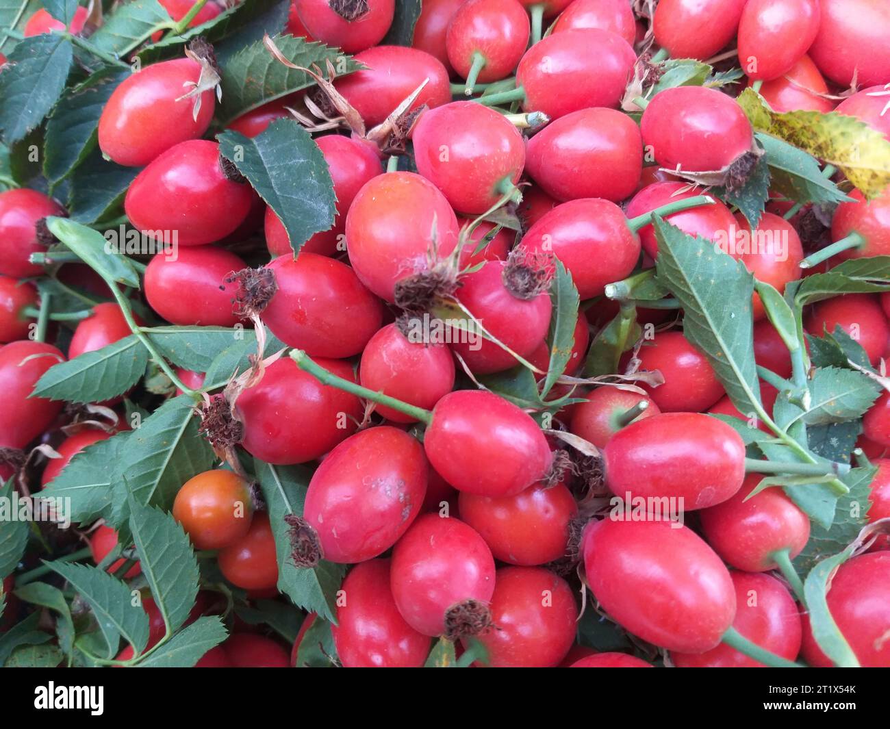Herbsthintergrund: Reife Brüllbeeren mit grünen Blättern Stockfoto