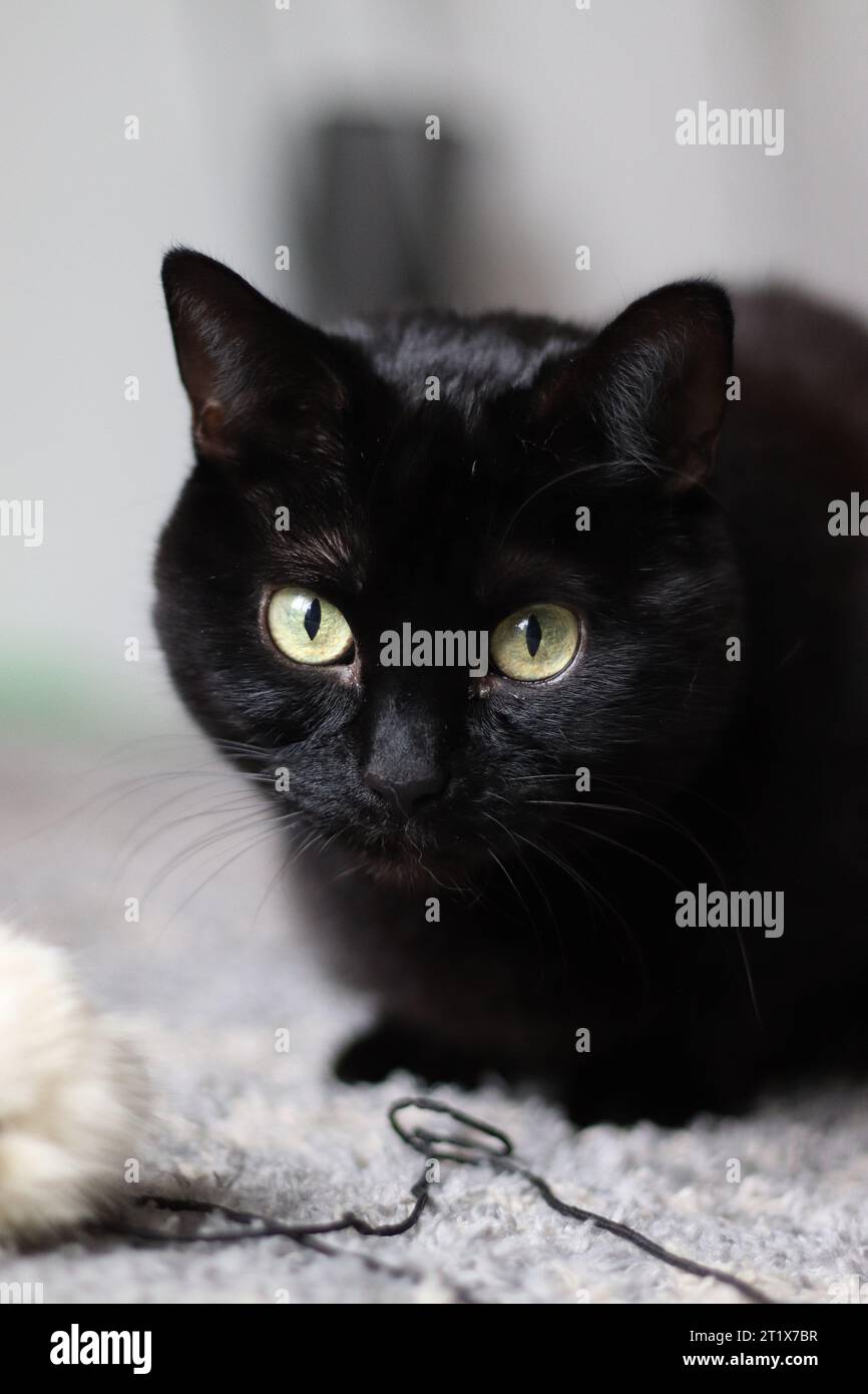 Schwarzes Katzenporträt mit weißem Hintergrund Stockfoto