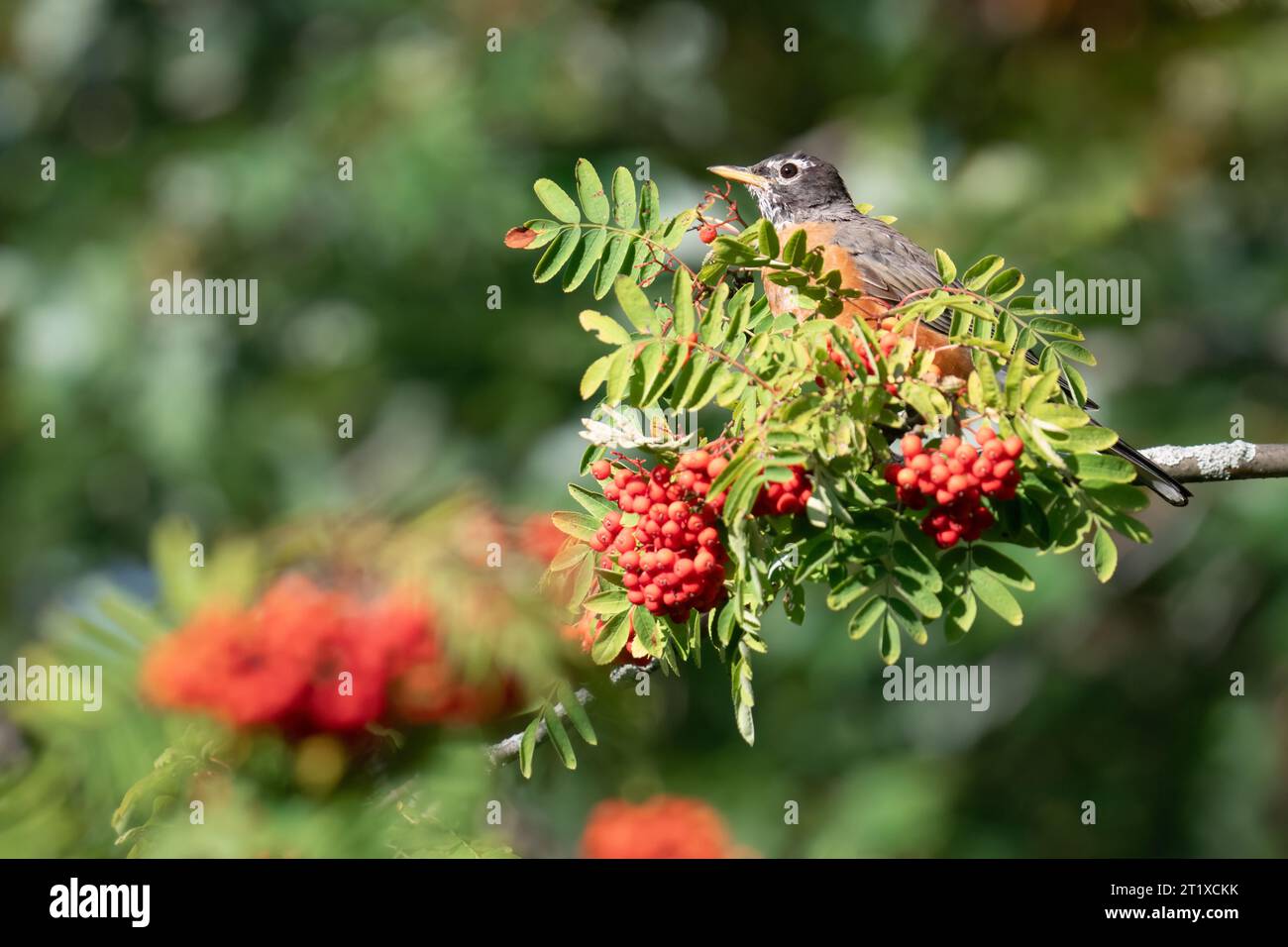 Ein amerikanischer rotkehlchen ernährt sich in den Rosetta McClain Gardens in Scarborough, Ontario, in einer Esche mit Spätsommerbeeren. Stockfoto
