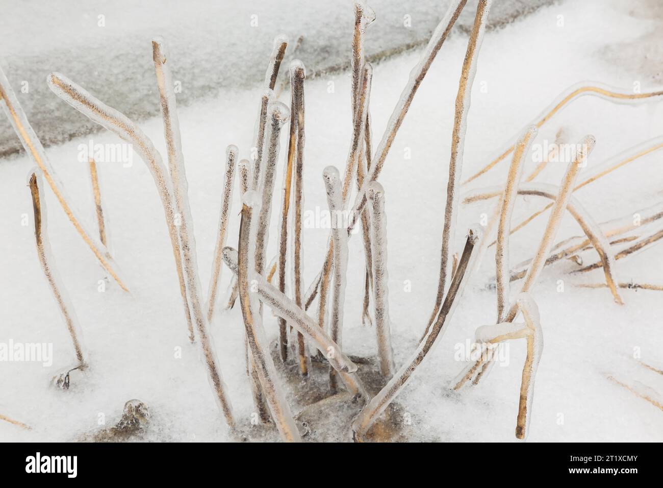 Geschnittene und verwelkte Hosta-Pflanzenstiele, die nach dem Eisregen im Frühjahr mit Eis bedeckt sind. Stockfoto