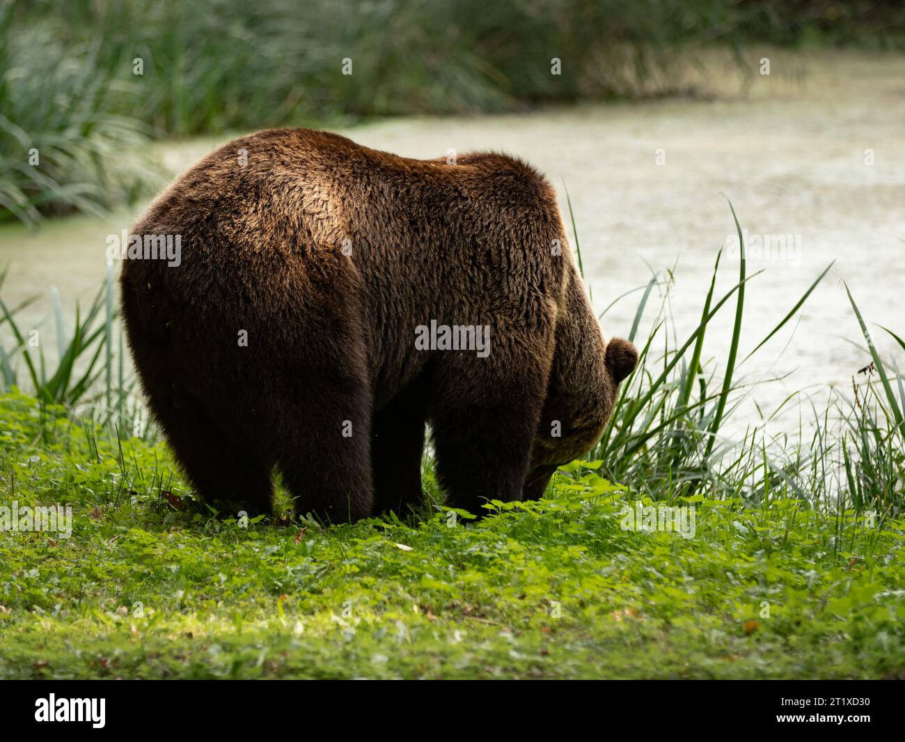 Brauner Bär neben einem Teich. Der männliche Ursus arctos isst grünes Gras. Der Kopf wird zum Boden gedreht. Die Naturlandschaft ist idyllisch. Stockfoto