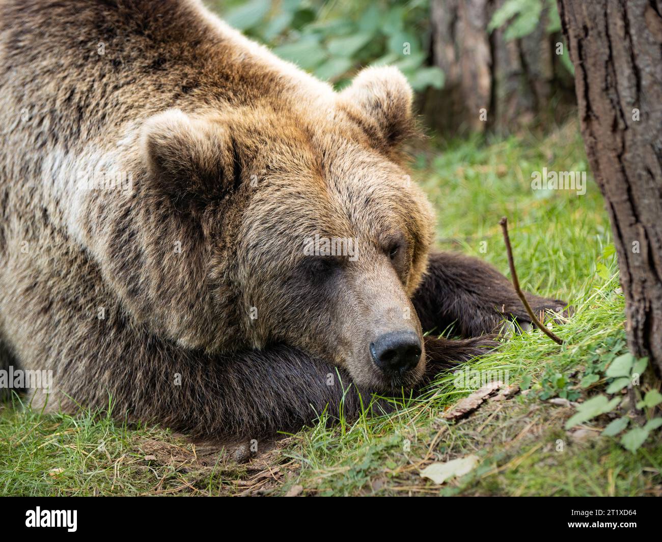 Müder Braunbär, der auf grünem Gras liegt. Das verschlafene Wildtier ist sehr süß und ruhig. Das weibliche Ursus arctos hat ein schönes weiches Fell. Stockfoto