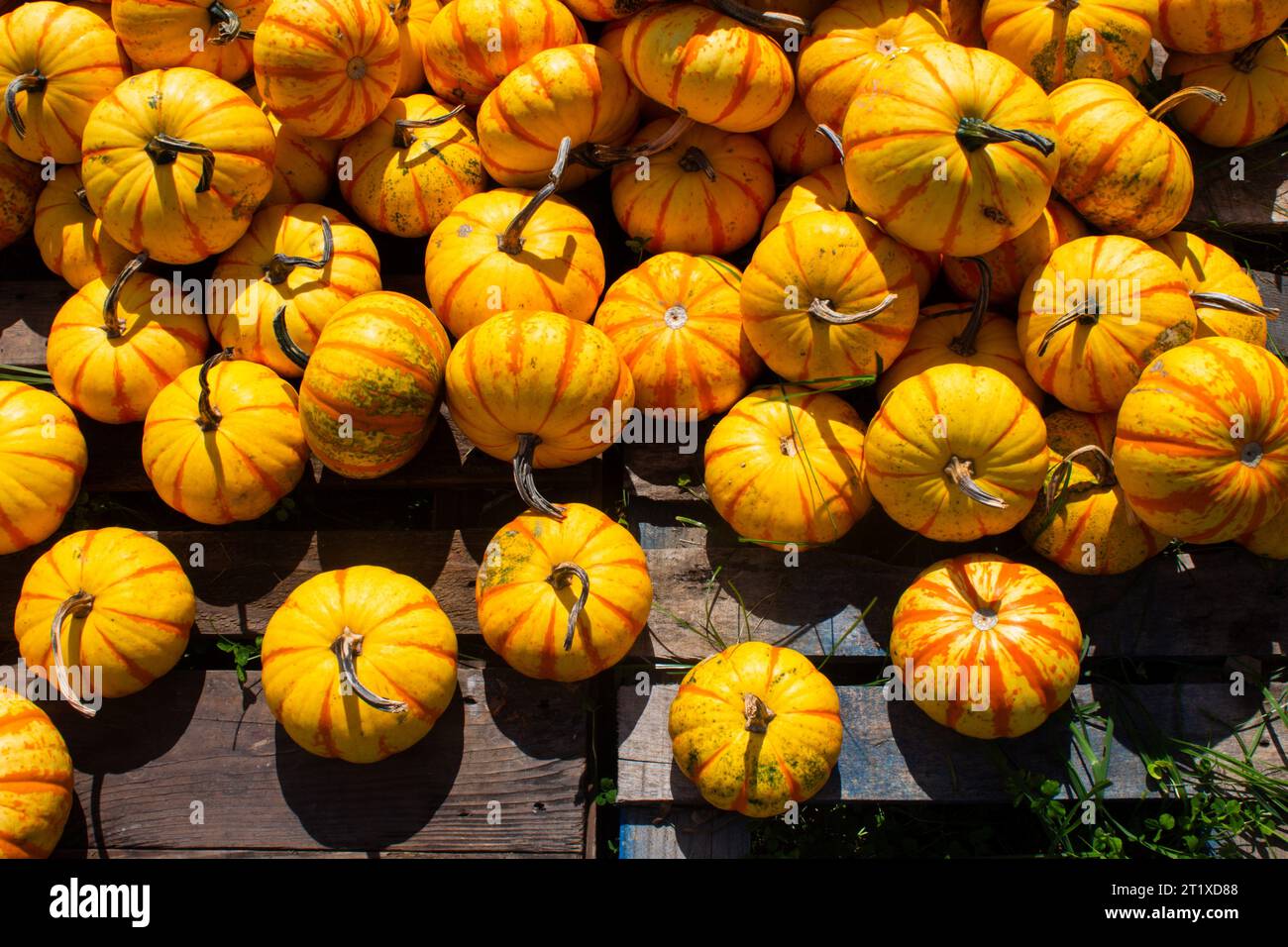 Kürbisfleck am sonnigen Herbsttag. Bunte Kürbisse für Halloween. Stockfoto