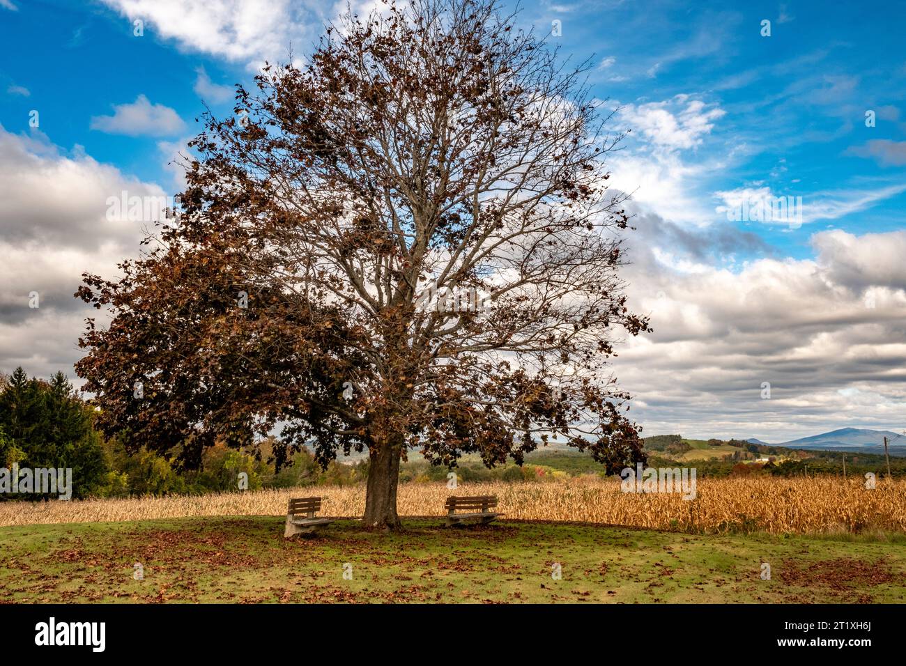 Ein karmesinroter Königs-Ahornbaum auf einem Feld Stockfoto