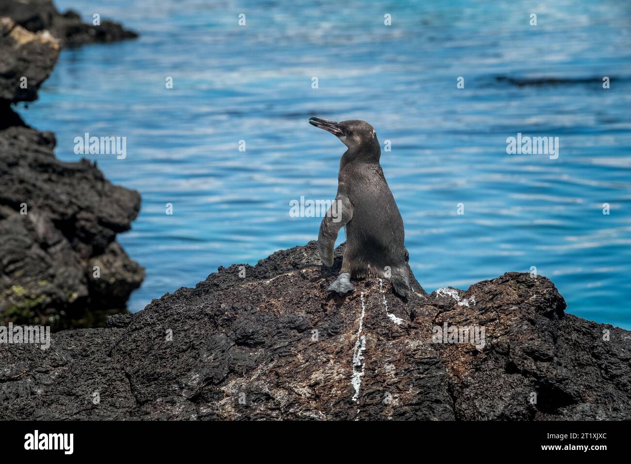 Kleiner Pinguin von den Galapagos-Inseln, der auf einigen Felsen in der Gegend von Bartolome Island posiert Stockfoto