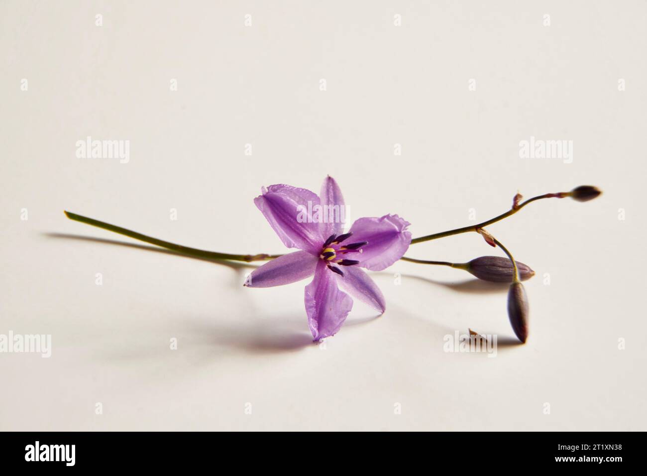 Nahaufnahme der blau-violetten Blume von Arthropodium strictum oder der Schokoladenlilie auf weißem Hintergrund. Stockfoto