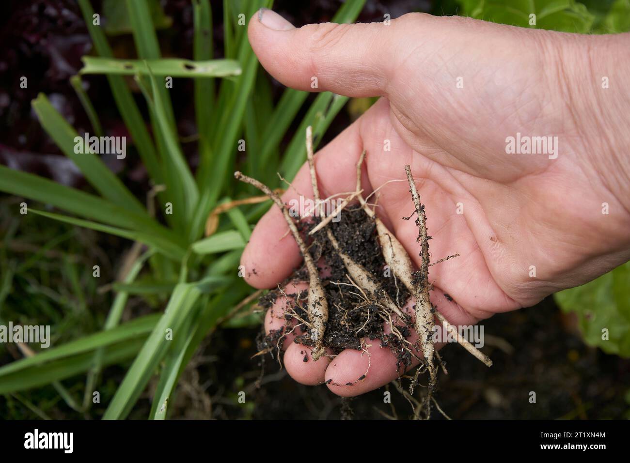 Die frisch geernteten Knollen von Arthropodium strictum oder, häufiger, die Chocolate Lily, eine australische Pflanze, die für die Nahrung von Bush verwendet wird Stockfoto