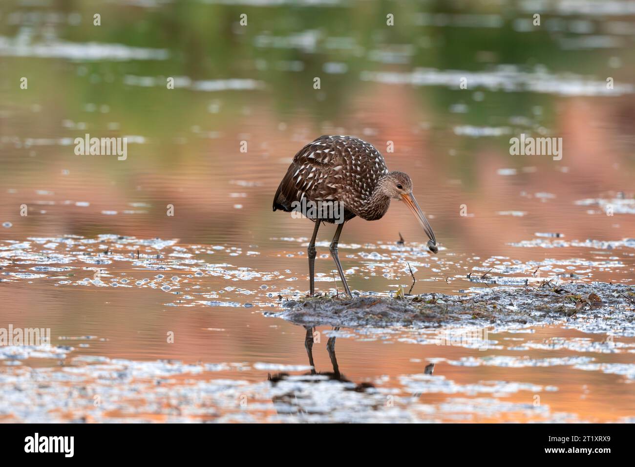 Limpkin auf der Jagd Stockfoto