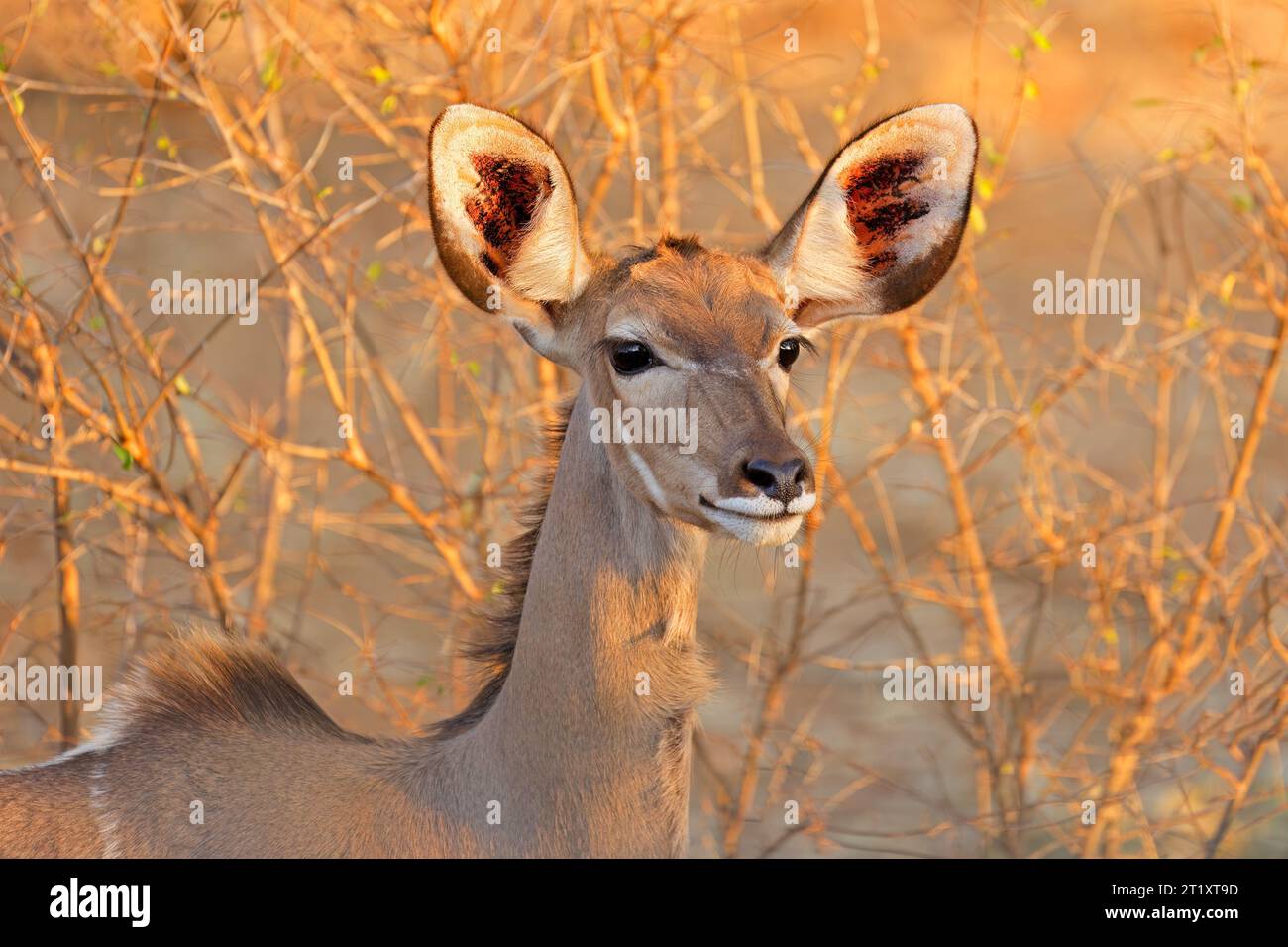 Porträt einer Kudu-Antilope (Tragelaphus strepsiceros), Krüger-Nationalpark, Südafrika Stockfoto